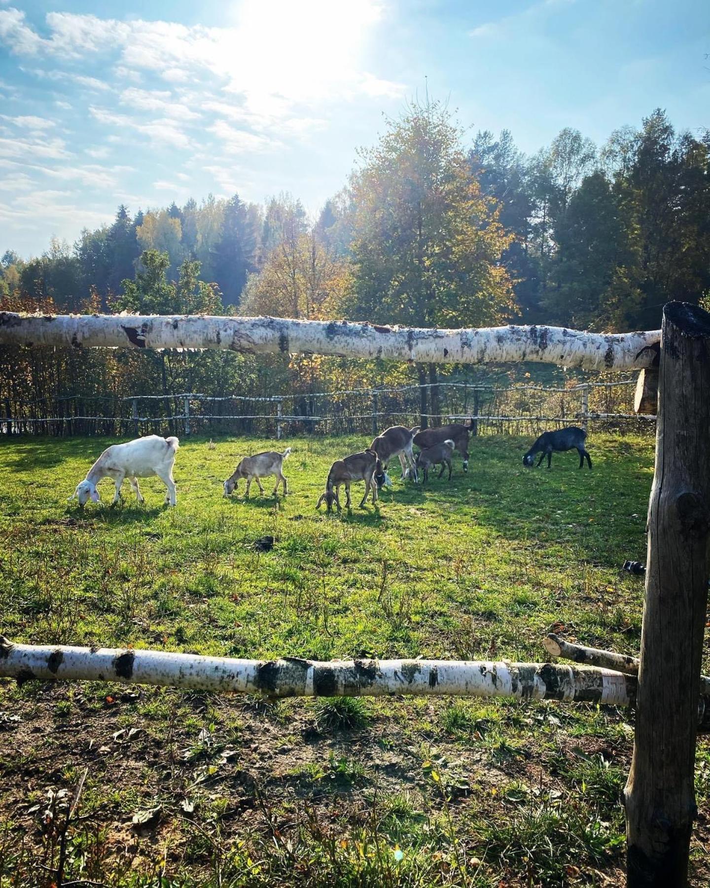 Koziula - Domki I Lesne Spa Na Kaszubach Przywidz  Extérieur photo